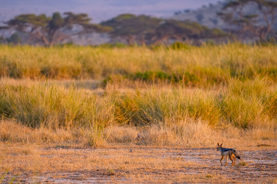 View of a black-backed jackal walking through the dry golden grass of the savanna in Amboseli National Park, Kajiado County, Kenya.