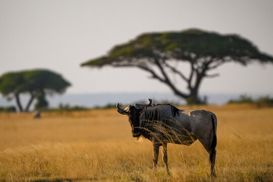 View of a wildebeest standing in the golden grasslands of Amboseli National Park with acacia trees in the background, Kajiado County, Kenya.