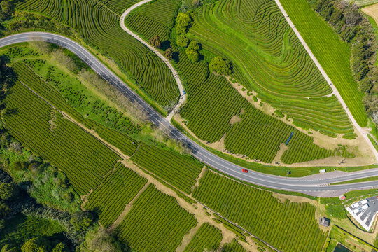 Aerial view of Gorreana Tea Plantation with its characteristic terraced rows of tea plants and a winding asphalt road cutting through the lush green landscape in Maia, Acores, Portugal.