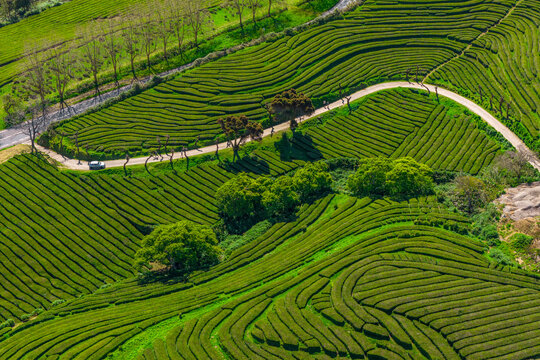 Aerial view of Gorreana Tea Plantation with its lush green terraced tea fields, winding dirt paths, and scattered trees in Maia, Acores, Portugal.