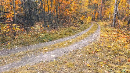 Obraz premium Autumn path winds through vibrant yellow forest