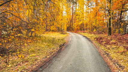 Obraz premium Golden autumn leaves line a quiet gravel path