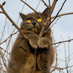 Obraz premium Gray cat perches on bare tree branches