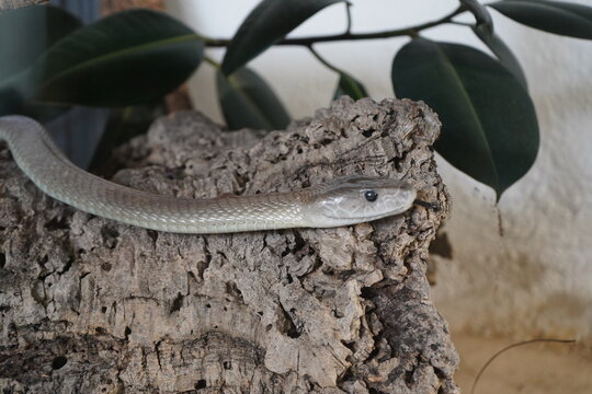 Black mamba (Dendroaspis polylepis). Despite its name, its body is typically olive-green to gray, while the inside of its mouth is blue-black. It is considered the longest venomous snake in Africa.