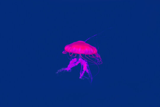 Colorful Jellyfish underwater. Jellyfish moving in the aquarium