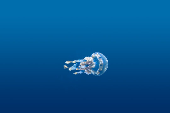 Colorful Jellyfish underwater. Jellyfish moving in the aquarium