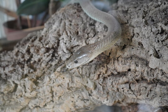 Black mamba (Dendroaspis polylepis). Despite its name, its body is typically olive-green to gray, while the inside of its mouth is blue-black. It is considered the longest venomous snake in Africa.