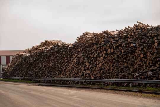 View of a massive stack of birch logs stored at the Port of Ventspils, with a metal guardrail in the foreground under an overcast sky in Ventspils, Ventspils Municipalit, Latvia.