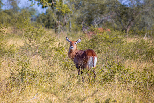 View of a waterbuck standing in the tall golden grass of Lake Mburo National Park in Kiruhura, Western Region, Uganda.