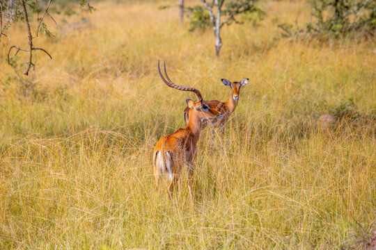 View of two impalas standing in tall golden grass within the savanna of Lake Mburo National Park in Kiruhura, Western Region, Uganda.