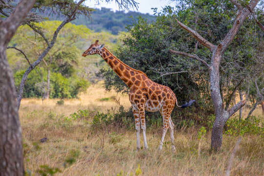 View of a giraffe standing in the savanna of Lake Mburo National Park with acacia trees and dry grass in Kiruhura, Western Region, Uganda.