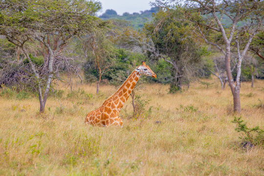 View of a giraffe resting in the tall dry grass of the savanna at Lake Mburo National Park in Kiruhura, Western Region, Uganda.