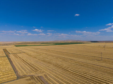 Aerial view of the vast golden wheat fields at Tigem Altinova Seed Breeding Directorate with rows of harvested crops under a clear blue sky in Kadinhani, Konya, Turkiye.