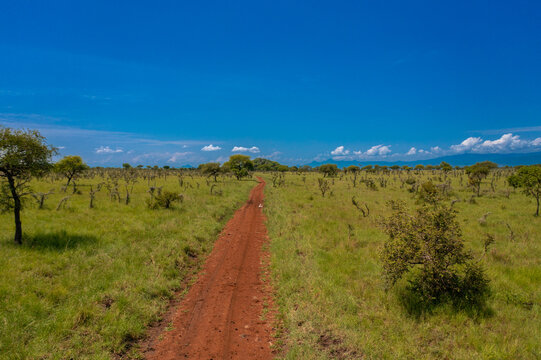View of a dirt road winding through the savanna landscape of Pian Upe Game Reserve with scattered trees and green grass under a clear blue sky in Namalu, Northern Region, Uganda.