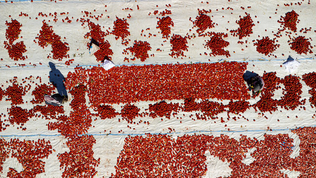 Aerial view of workers drying red tomatoes on large white sheets spread across the ground in Zengen, Konya, Turkiye.