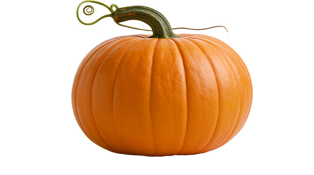 Orange pumpkin with green stem and curly vine