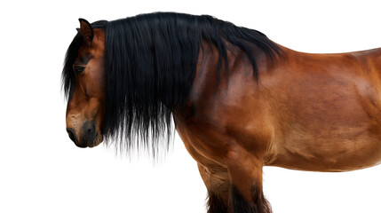 Brown horse with long black mane on white © darietta