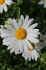 Fototapeta premium daisies, view from above, beautiful daisies, many daisies,