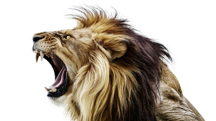 Lion roaring with mouth wide open, showing teeth and tongue © darietta
