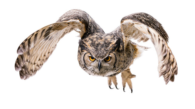 Great Horned Owl in flight with wings spread wide