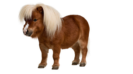 Brown miniature horse with blonde mane and white blaze © darietta