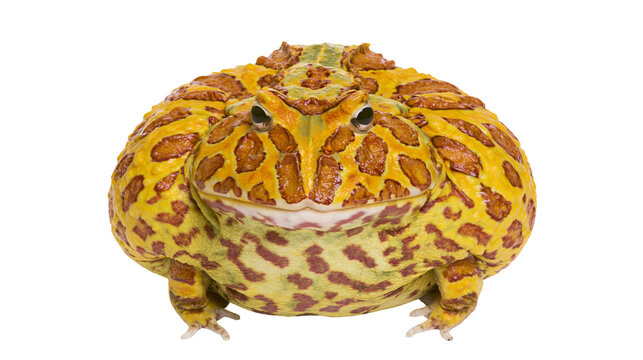Yellow and brown spotted Pacman frog with wide mouth