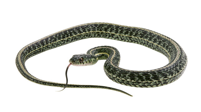 Garter snake with forked tongue flicking coiled body, detailed scales