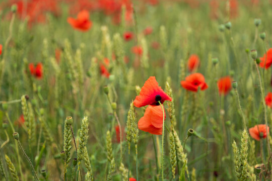 View of vibrant red poppies blooming among green wheat stalks in a rural meadow in Sirvintos, Vilnius County, Lithuania.
