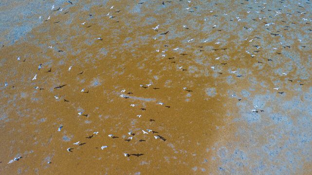 Aerial view of Lake Bolluk with a large flock of birds flying over the vibrant orange-toned water in Cihanbeyli, Konya, Turkiye.
