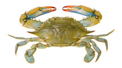 Blue crab with open claws and legs spread on white © darietta