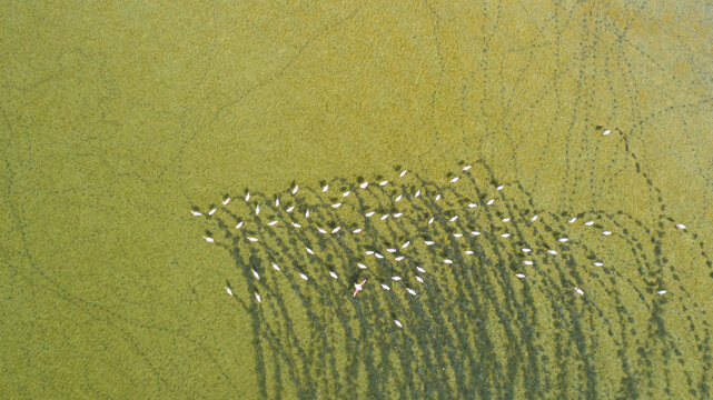 Aerial view of a flock of flamingos wading in the shallow green waters of Lake Bolluk, creating ripples and patterns in the lake bed in Cihanbeyli, Konya, Turkiye.