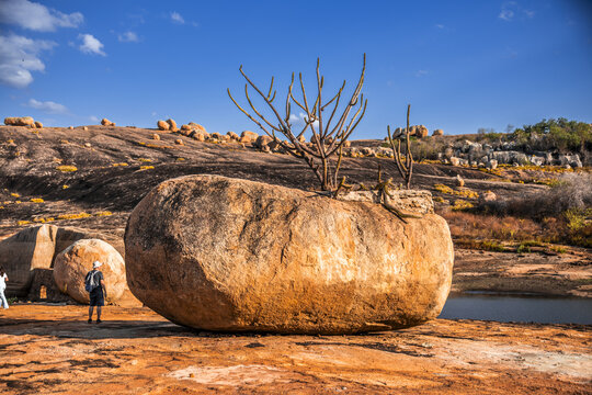 View of Lajedo de Pai Mateus, a large rounded boulder with a cactus growing on top in the arid Caatinga landscape, with a person standing nearby in Cabaceiras, Paraiba, Brazil.