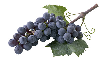 Dark blue grapes with leaves and tendrils on stem © darietta