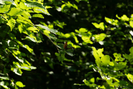 schmetterling gelb natur