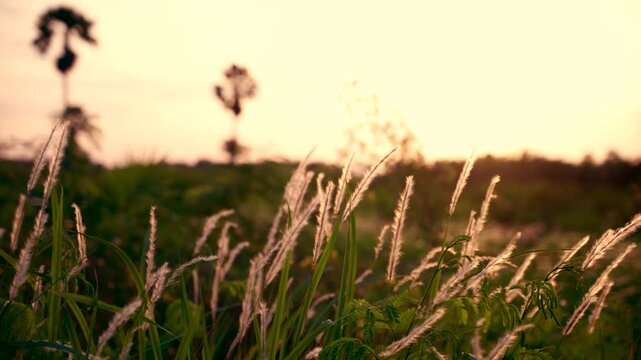 Green Grass Field with Fluffy Wild Grass Flowers Swaying in the Wind, Golden Sunlight Through Meadow Grass in Spring Summer Season, Close-Up Nature Footage