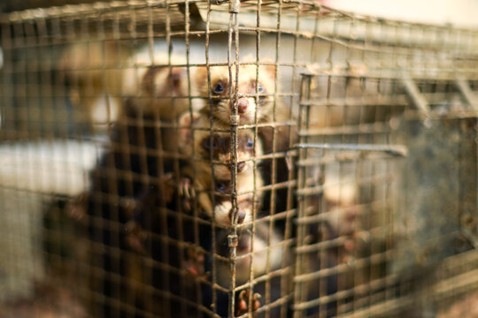 View of several ferrets looking out from inside a wire metal cage in Spain.
