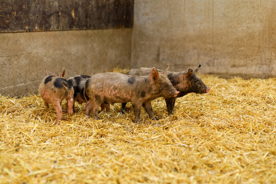 View of piglets standing on straw in a barn in Spain.