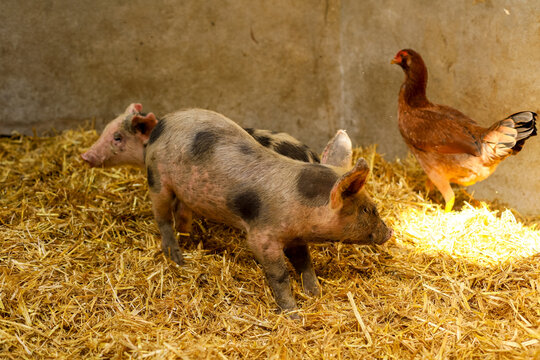 View of spotted piglets and a brown chicken standing on a bed of golden straw in a farm enclosure in Spain.