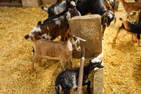 View of a group of young goats standing on straw bedding in a barn near a concrete feeding trough in Spain.