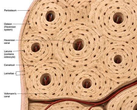 Compact Bone Osteon Anatomy Diagram