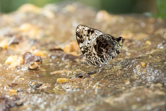 Prothoe franck vilma or The Blue Begum while sucking on nectar from rotten fruit from Pang Sida National Park, Sa Kaeo Province, Thailand.