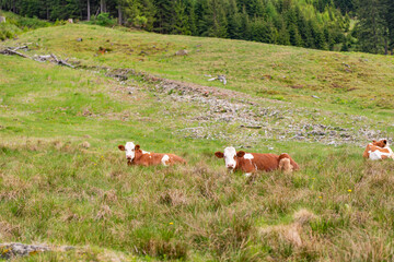 Rural landscape with cattle. Cows in mountain field. Cow at alps farming. Cattle at mountain landscape pasture. Village alpine meadow. Cows farming grazing. Cows on alpine meadow. Graze pasture grass © be free