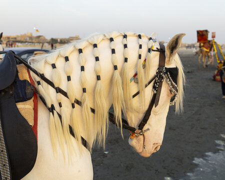 View of a white horse with a braided mane decorated with beads on Clifton Beach, Karachi, Sindh, Pakistan.