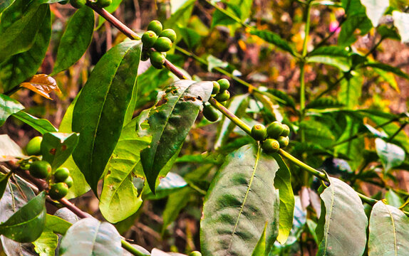 Unripe green coffee beans are clustered on a branch of a coffee plant. The image captures the detail of the beans and the surrounding vibrant green leaves, suggesting growth and agriculture. The
