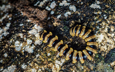 Millipede coiling for protection on textured bark © Pawich Sattalerd