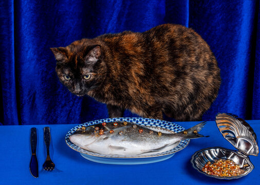 Tortoiseshell cat watches raw fish with pearls on a blue table