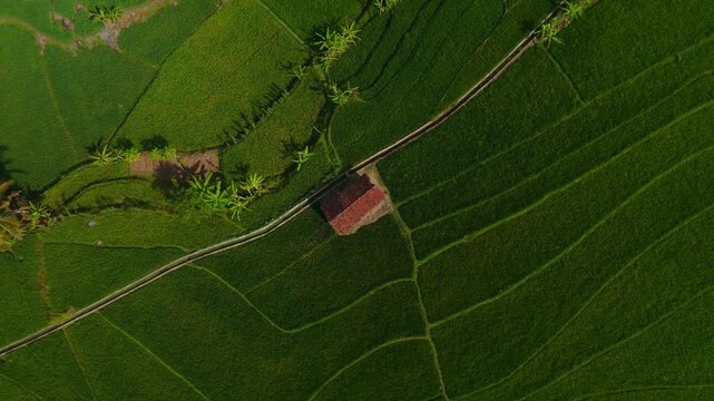 Aerial view of lush green rice paddies and a small hut with a red roof in Nanggulan, Special Region of Yogyakarta, Indonesia.