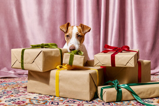 Jack Russell terrier carries a wrapped gift during Christmas morning