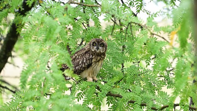 Short-eared Owl on Wet Branch After Rain in Slow Motion
