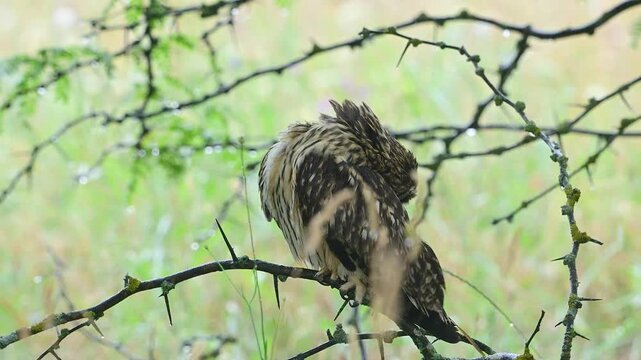 Short-eared Owl Asio flammeus Preening in the Rain